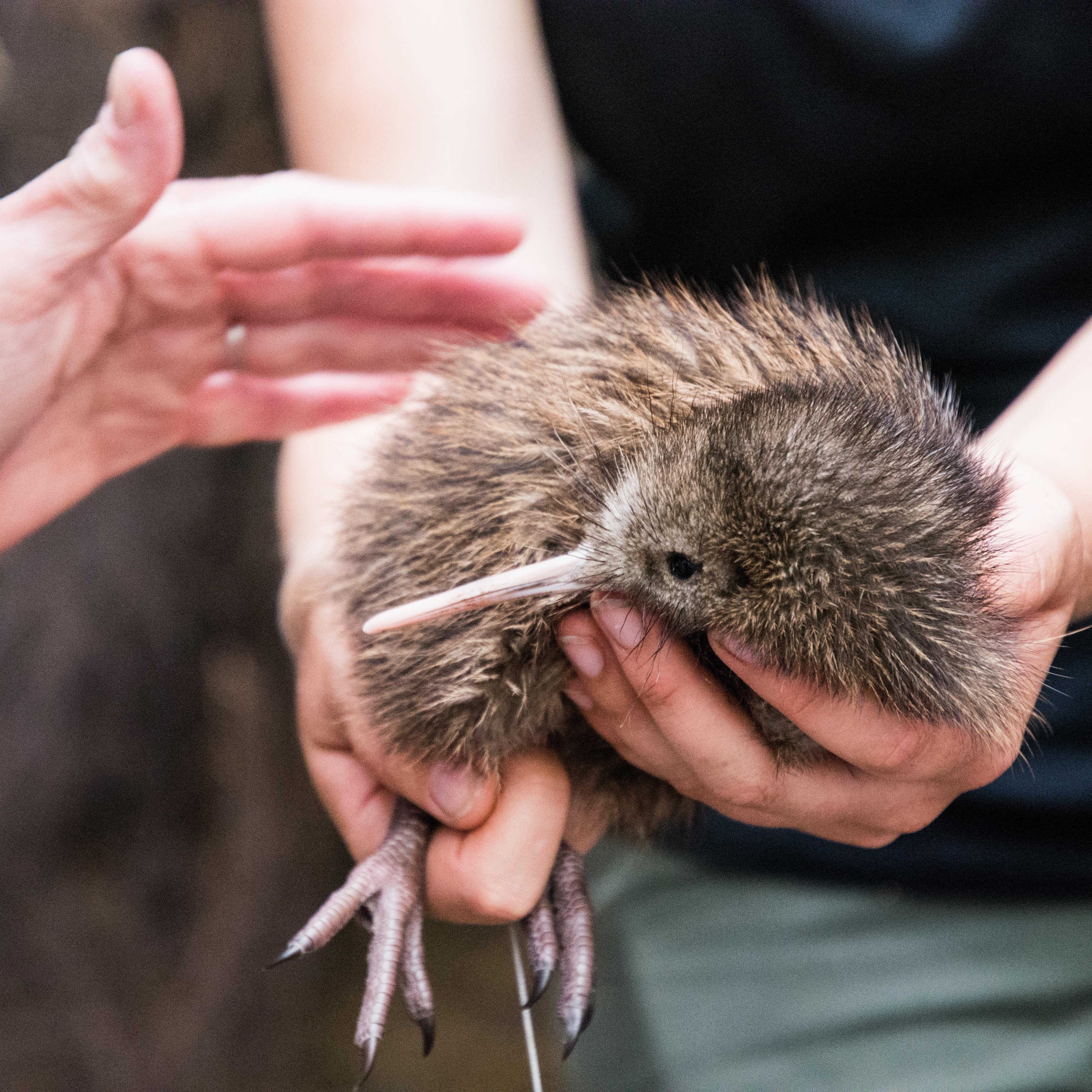 Petting a kiwi