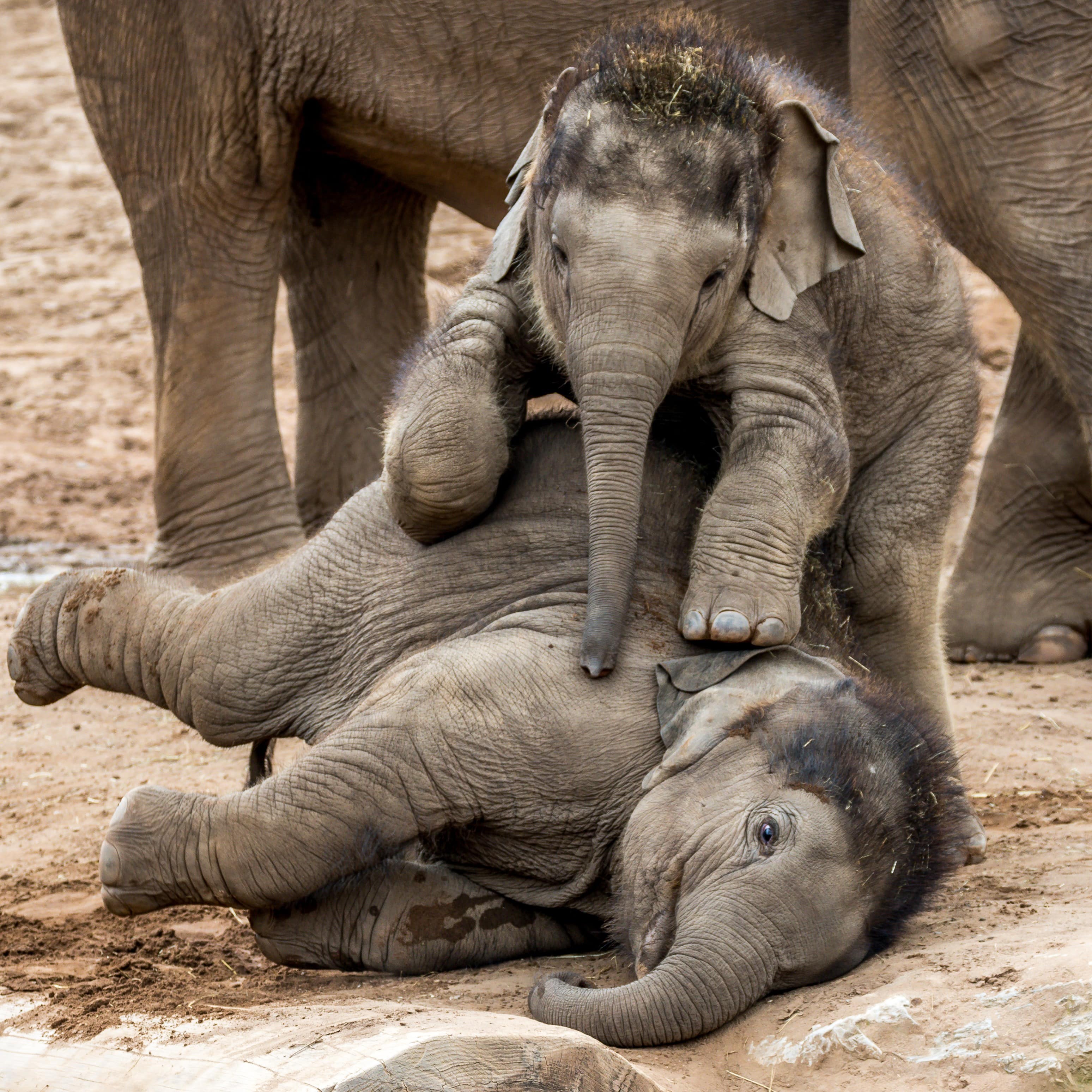 Two baby Asian elephants play while mother elephant stands behind