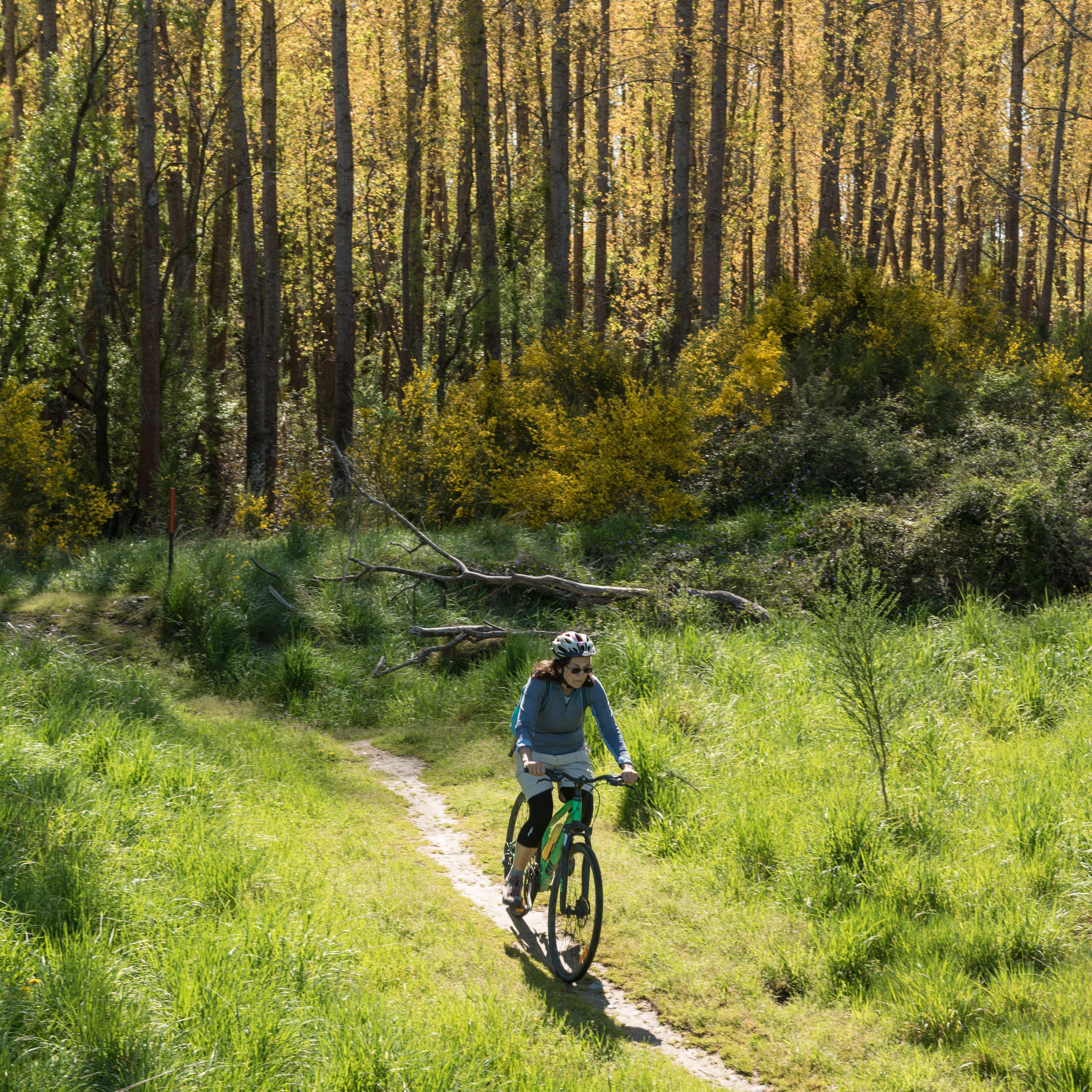 Woman cyclist riding a path as it emerges from a forest into a grassy meadow in New Zealand