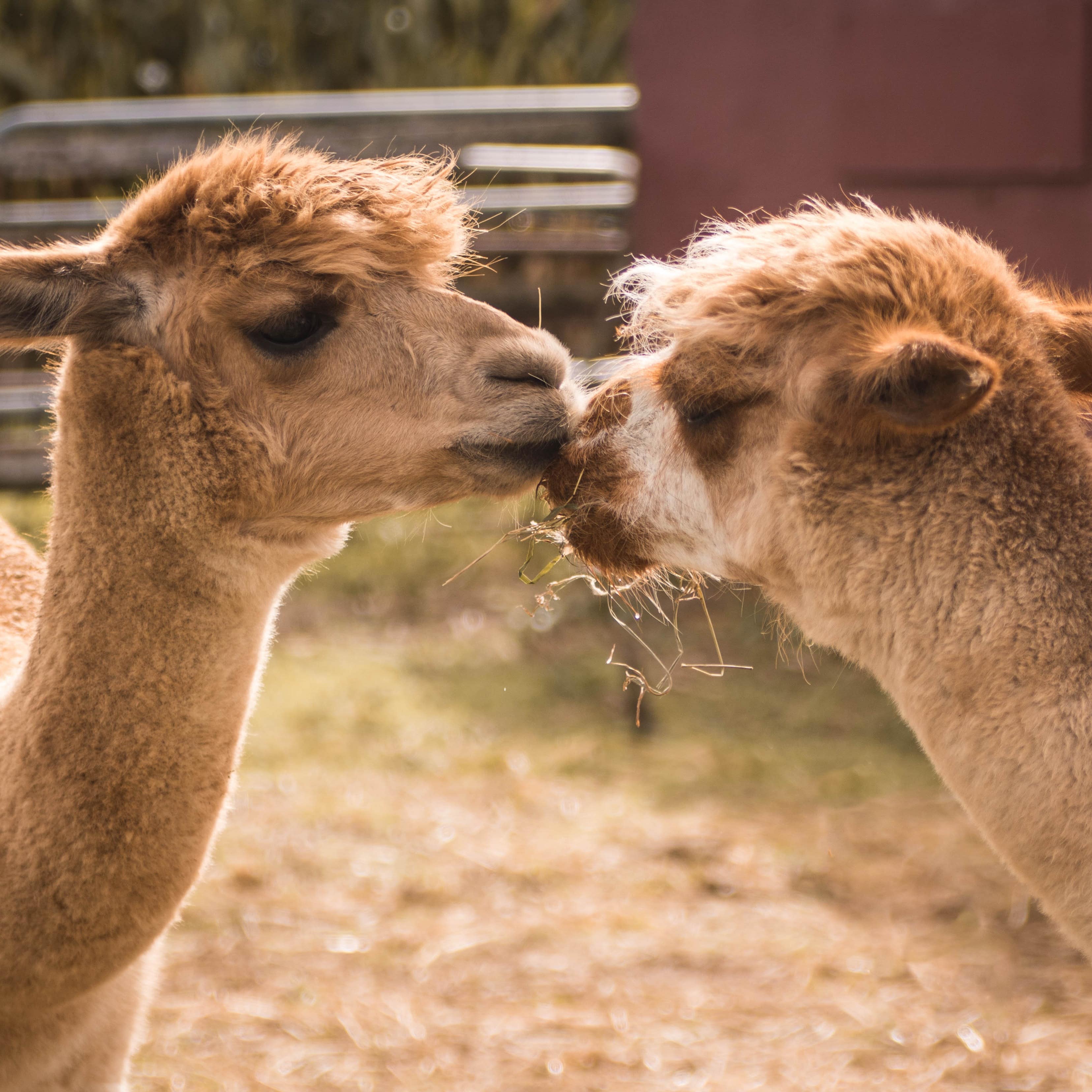A couple of alpacas sharing a kiss.