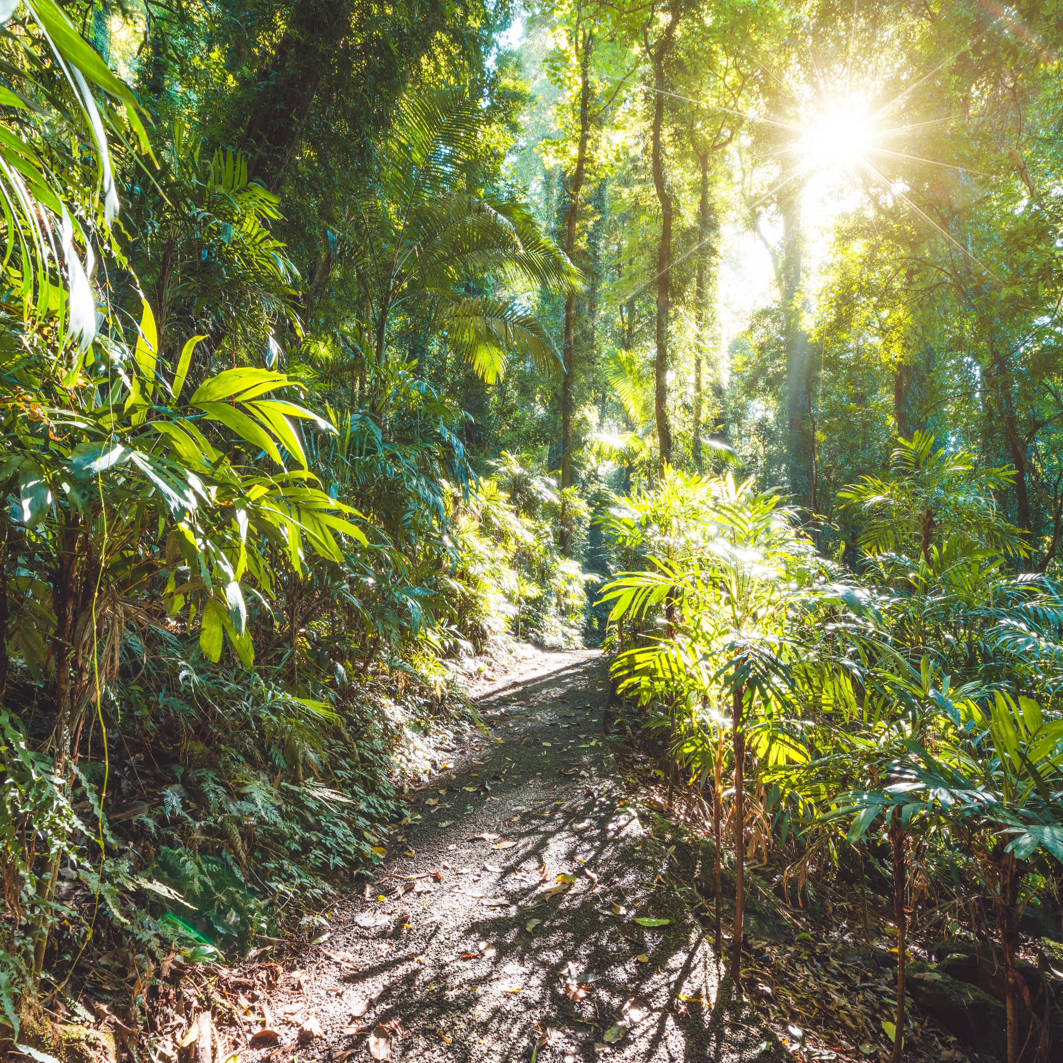 Path lit by sunlight in rainforest in Australia