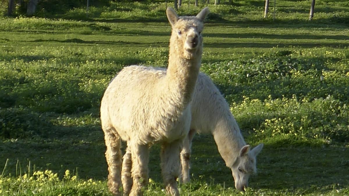 Farm stays in Perth for animals both domestic and exotic