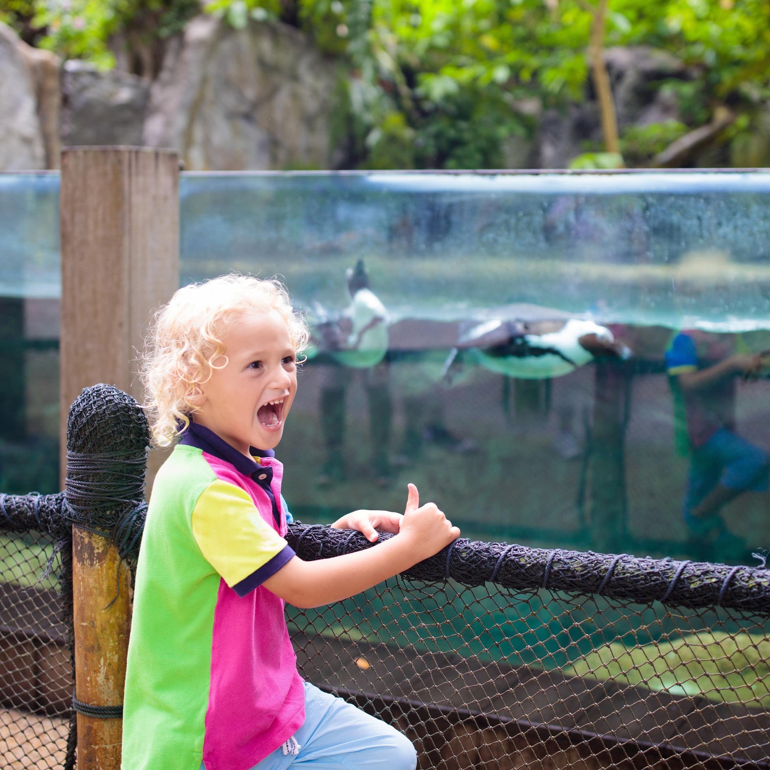 Excited child watching penguins swimming
