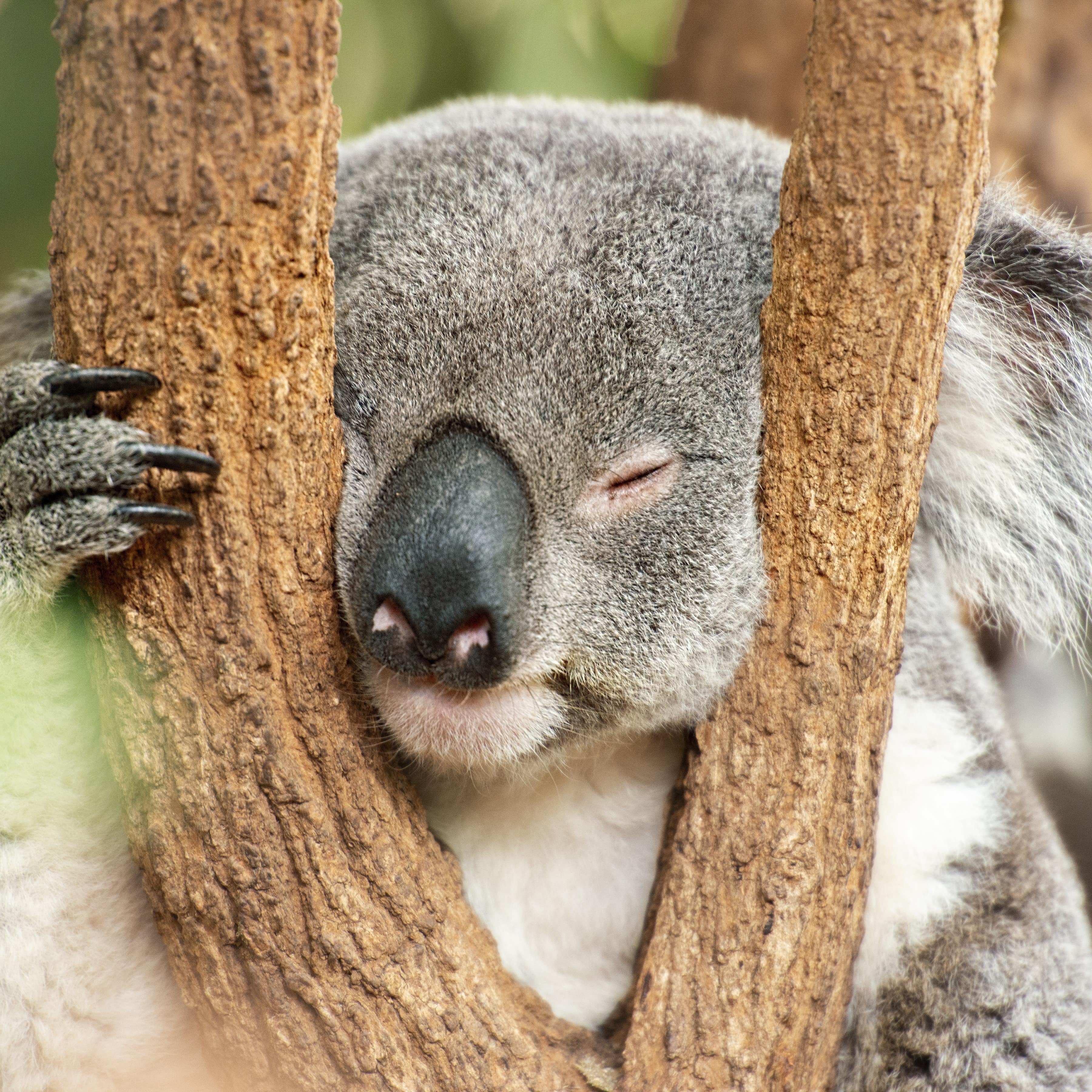 Australian koala with face stuck between tree branches outdoors