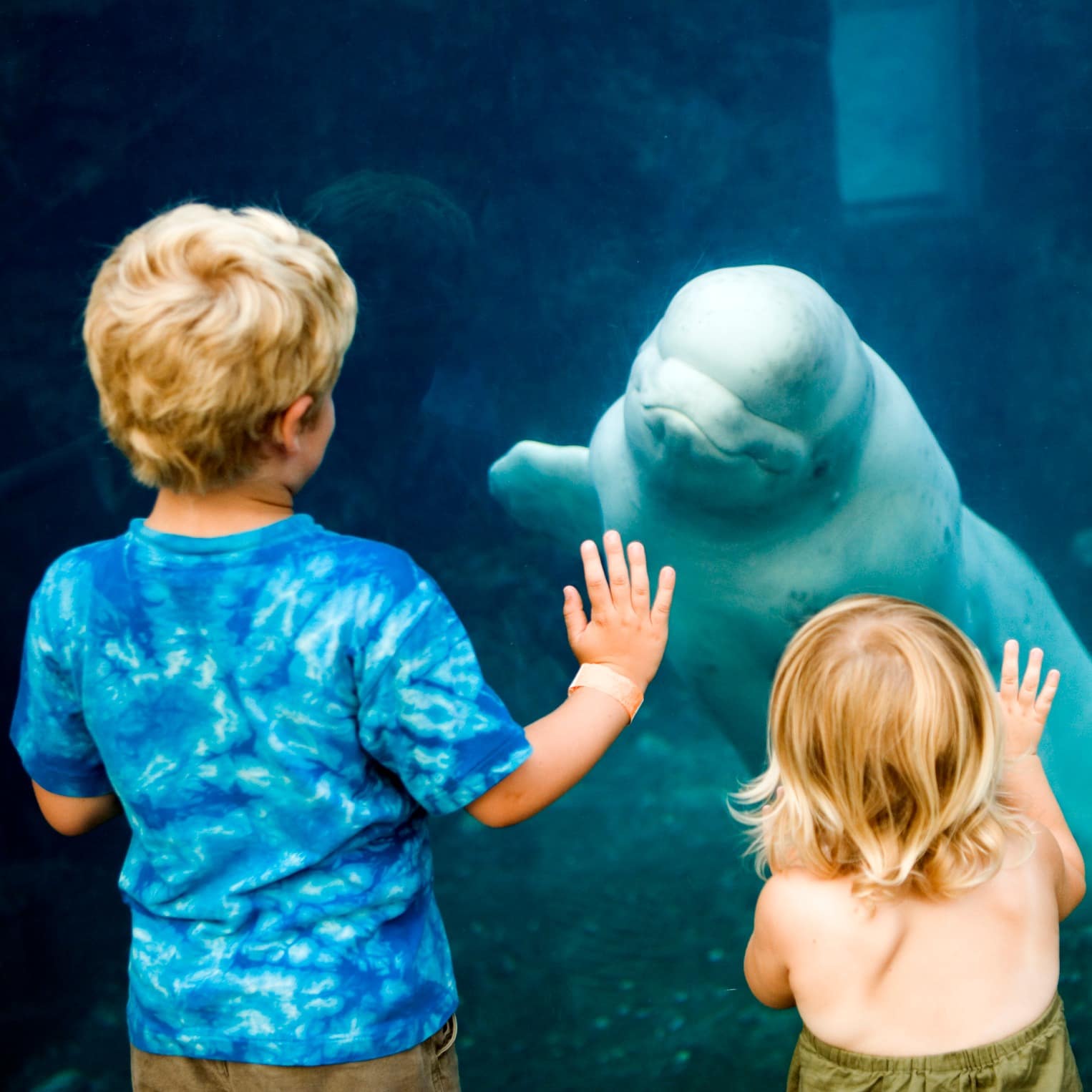 Children looking through aquarium window