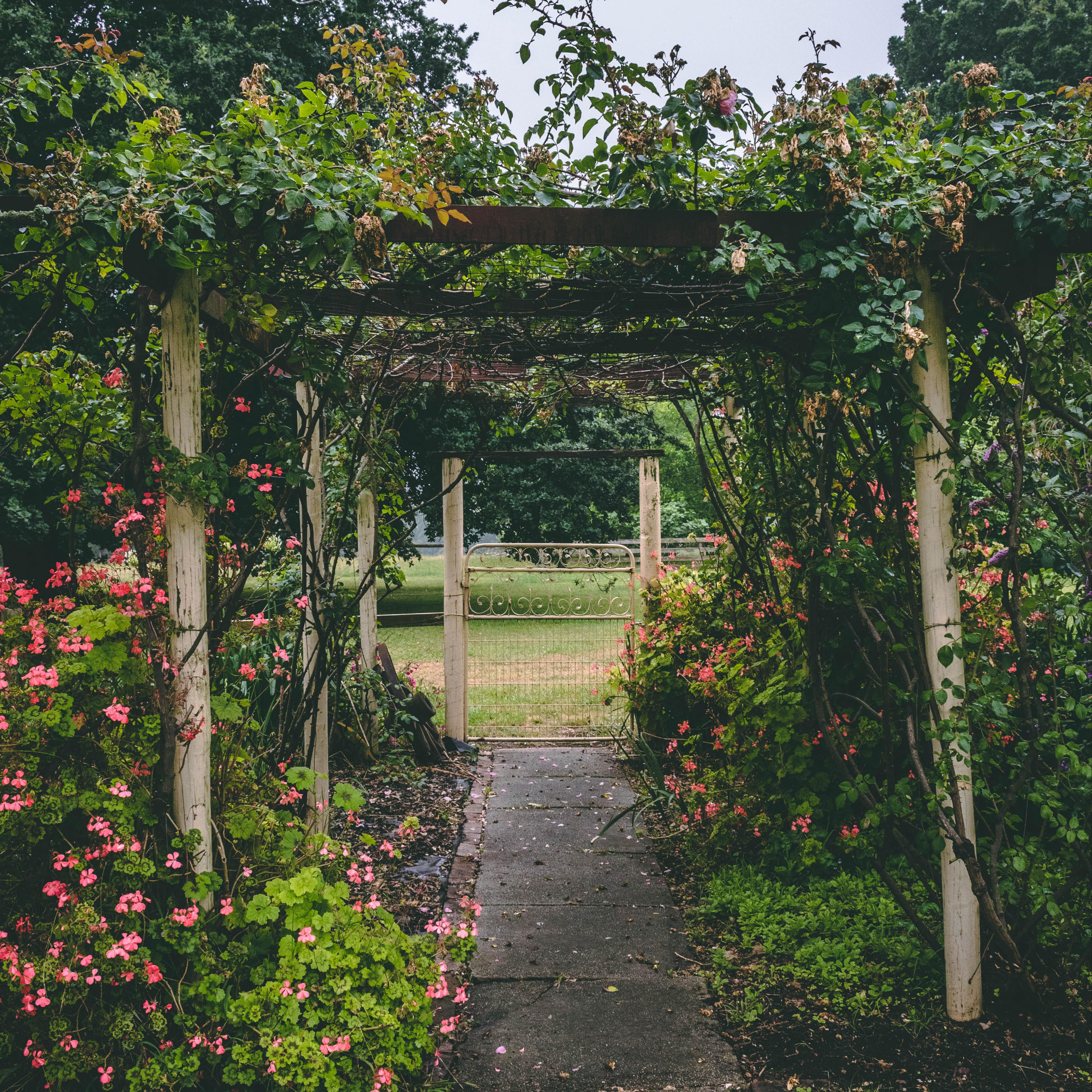 Lovely cottage garden with path leading to gate, arbor, flowering pink plants and climbing roses