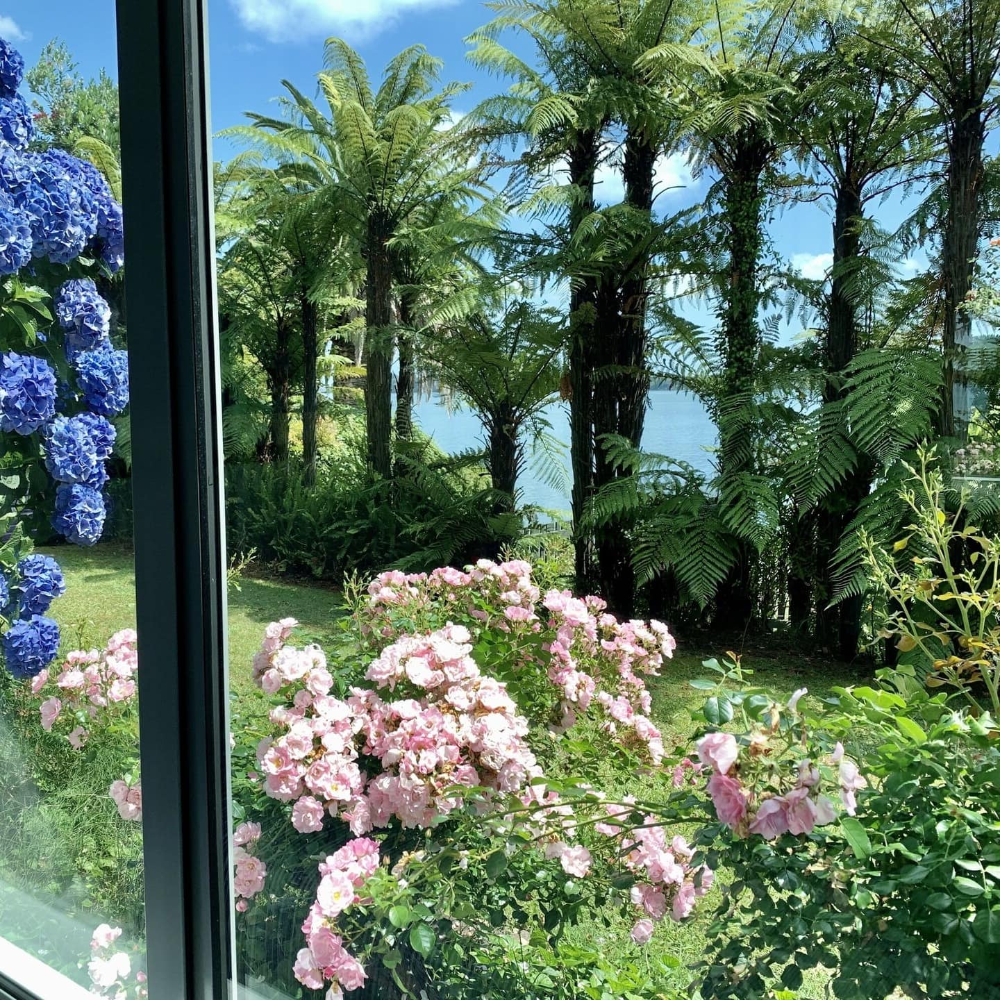 View of flower bushes and palm trees in front of the ocean from a window