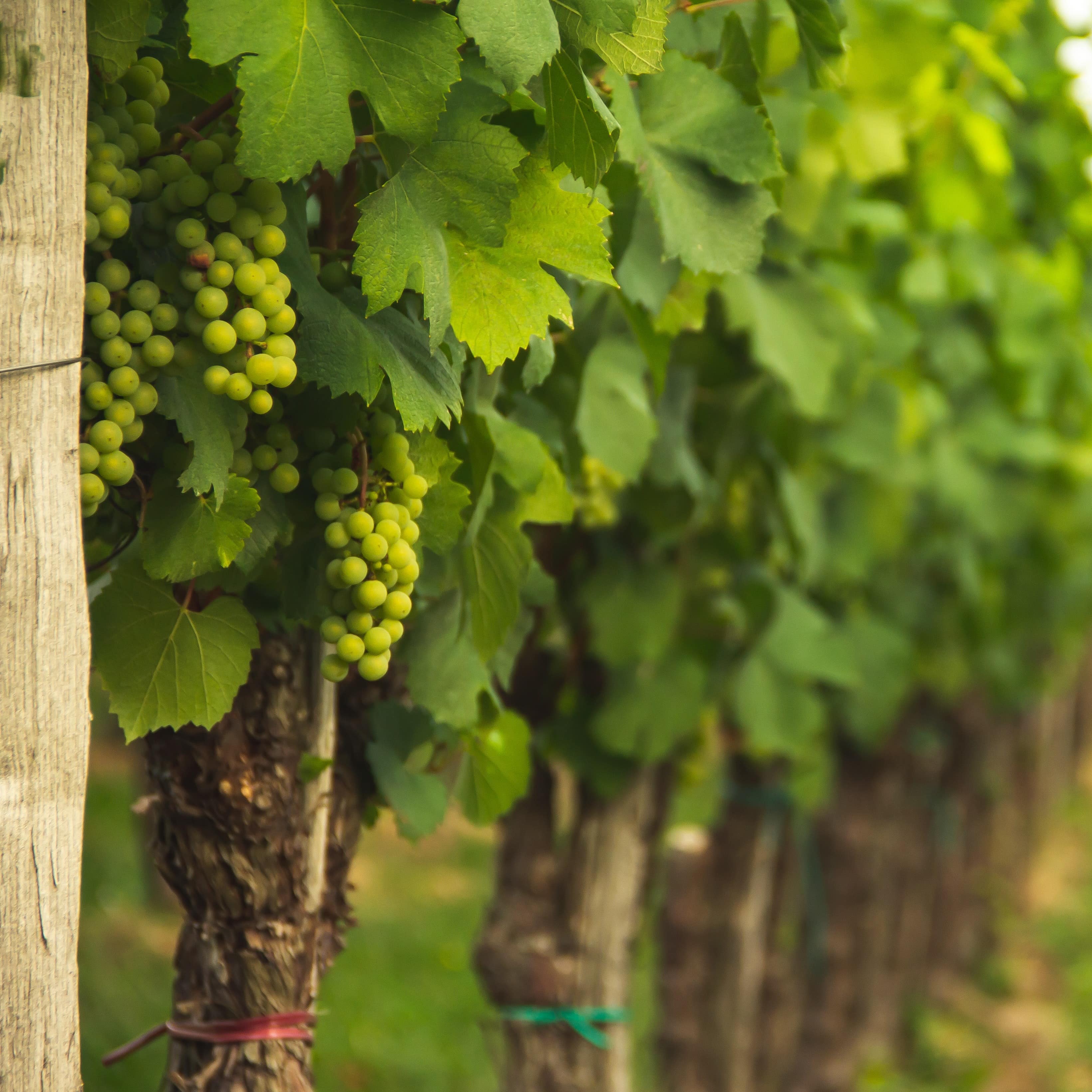 Close-up of a grapevine row at a vineyard